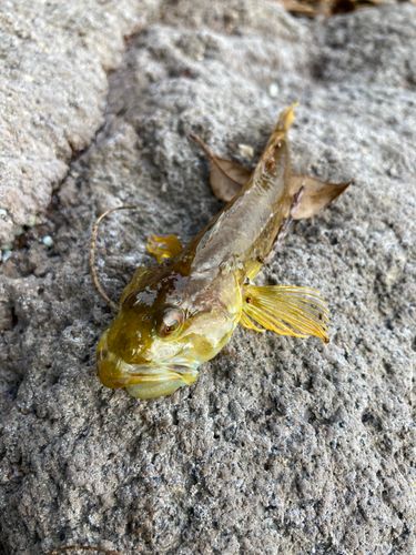 アナハゼの釣果