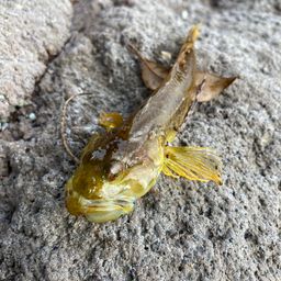 アナハゼ