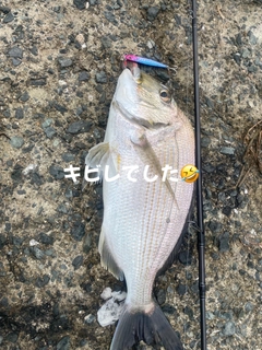 ヘダイの釣果