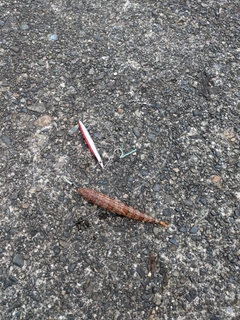 ホシノエソの釣果