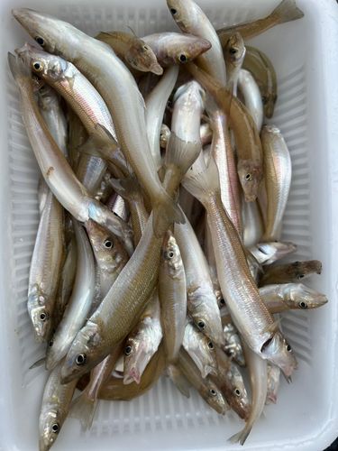 キスの釣果
