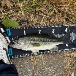 ラージマウスバス