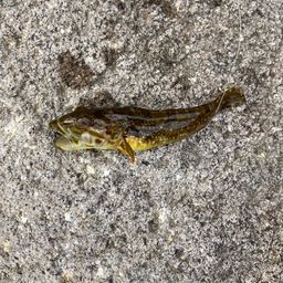 アナハゼ
