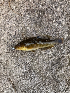 アイナメの釣果