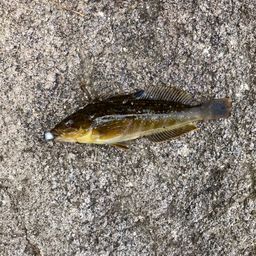 アイナメ