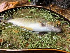 イワナの釣果