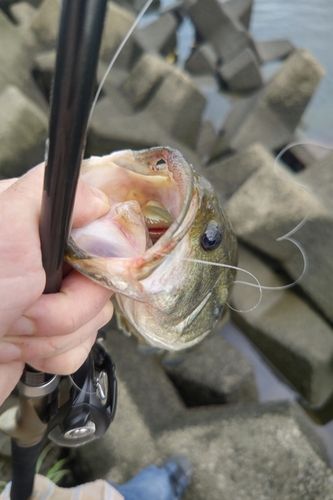 ラージマウスバスの釣果