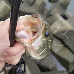 ラージマウスバス