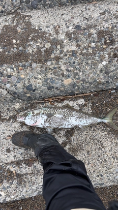 ワラサの釣果