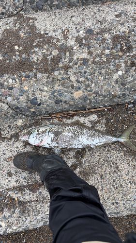 ワラサの釣果
