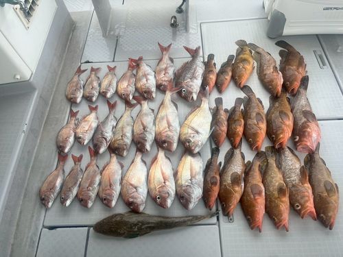 タイの釣果