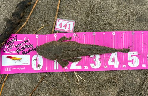 マゴチの釣果