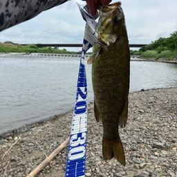 スモールマウスバス