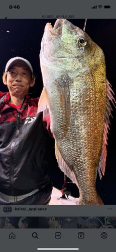 タイの釣果