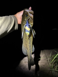 ラージマウスバスの釣果