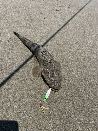マゴチの釣果