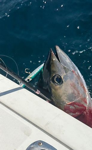 キハダマグロの釣果