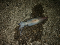 ケンサキイカの釣果