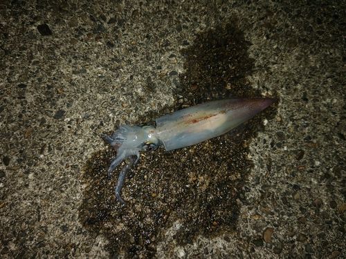 ケンサキイカの釣果