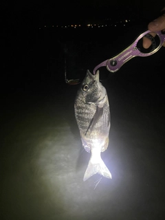 キビレの釣果