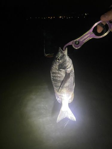 キビレの釣果