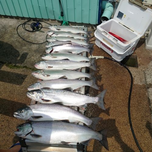 ビワマスの釣果