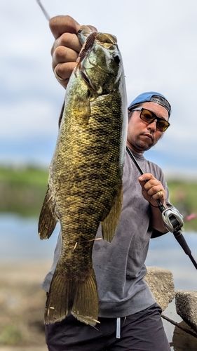 スモールマウスバスの釣果