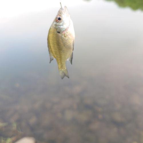 ブルーギルの釣果