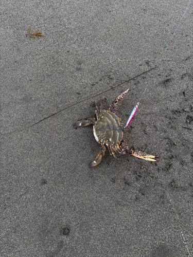 ワタリガニの釣果