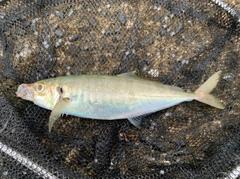 マルアジの釣果