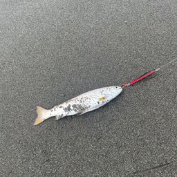 アメマス
