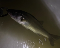 シーバスの釣果