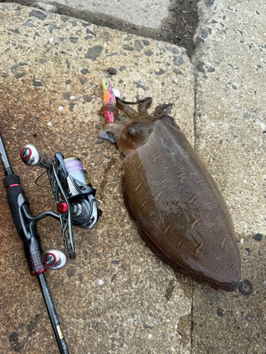 モンゴウイカの釣果