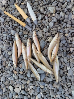 シロギスの釣果