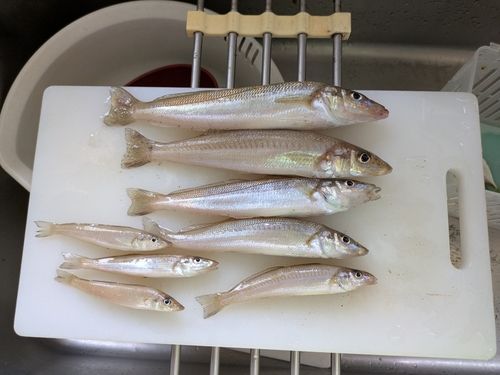 キスの釣果