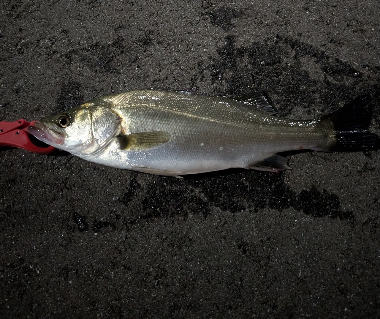 セイゴ（マルスズキ）