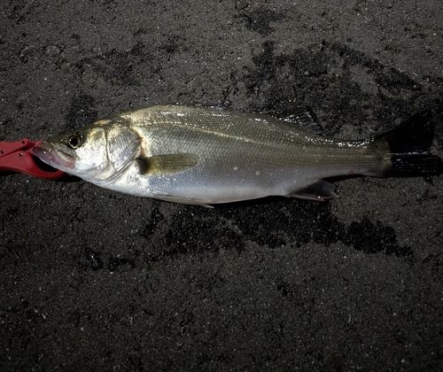 セイゴ（マルスズキ）の釣果
