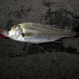 セイゴ（マルスズキ）