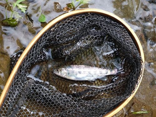 ヤマメの釣果