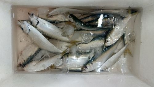 サッパの釣果