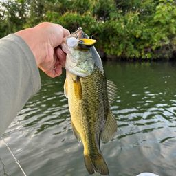 ラージマウスバス