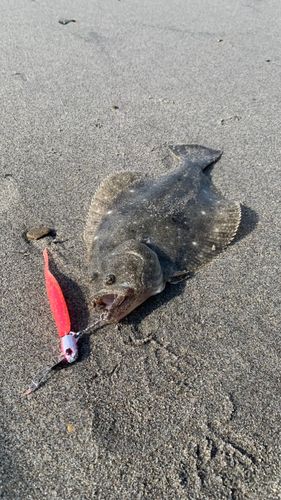 ソゲの釣果