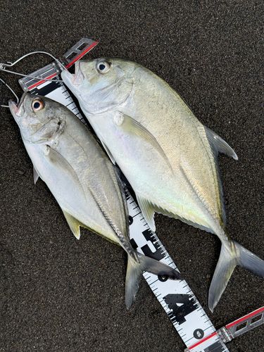 メッキの釣果