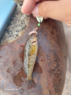 アブラコの釣果