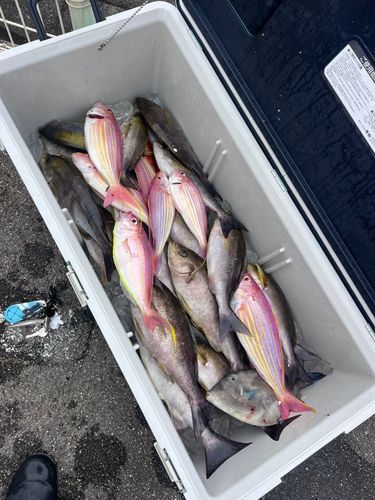 イサキの釣果