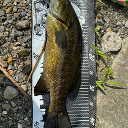 スモールマウスバス