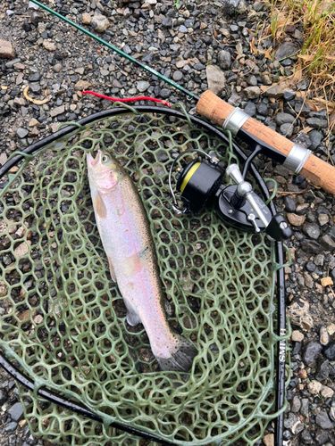 トラウトの釣果