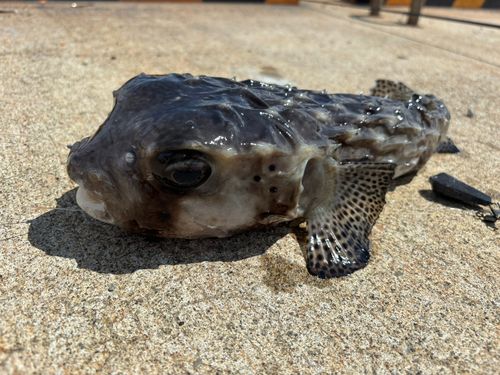 イシガキフグの釣果