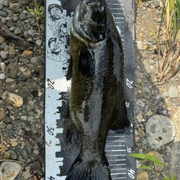 スモールマウスバス