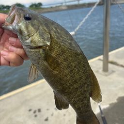 スモールマウスバス